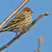 Pine Siskin